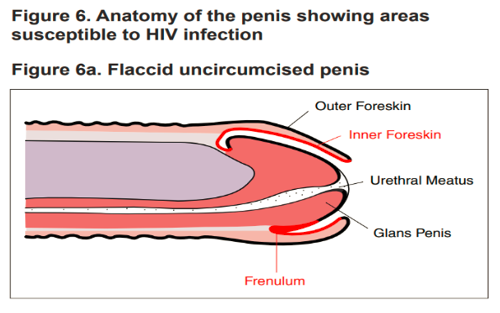 Fungsi Kulup Penis dan Hal yang Perlu Diketahui tentang Perawatannya