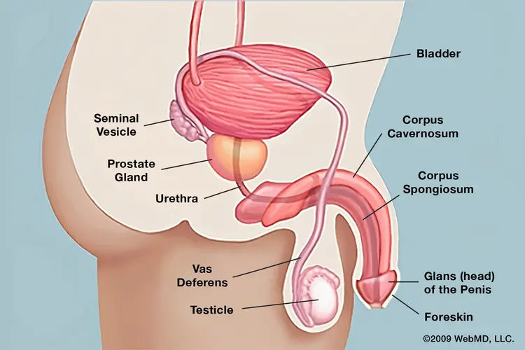 Mengenal Kulup Penis: Fungsi dan Cara Menjaga Kebersihannya