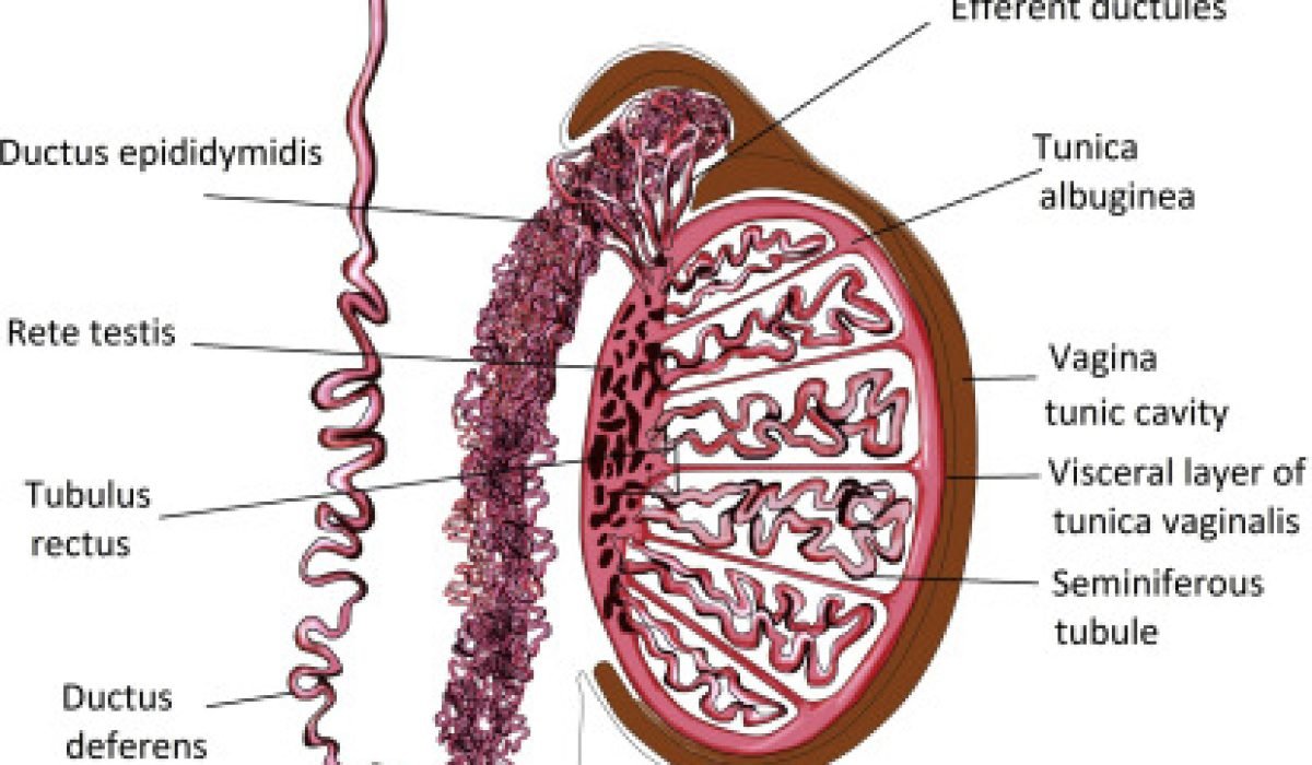 Function of the Epididymis