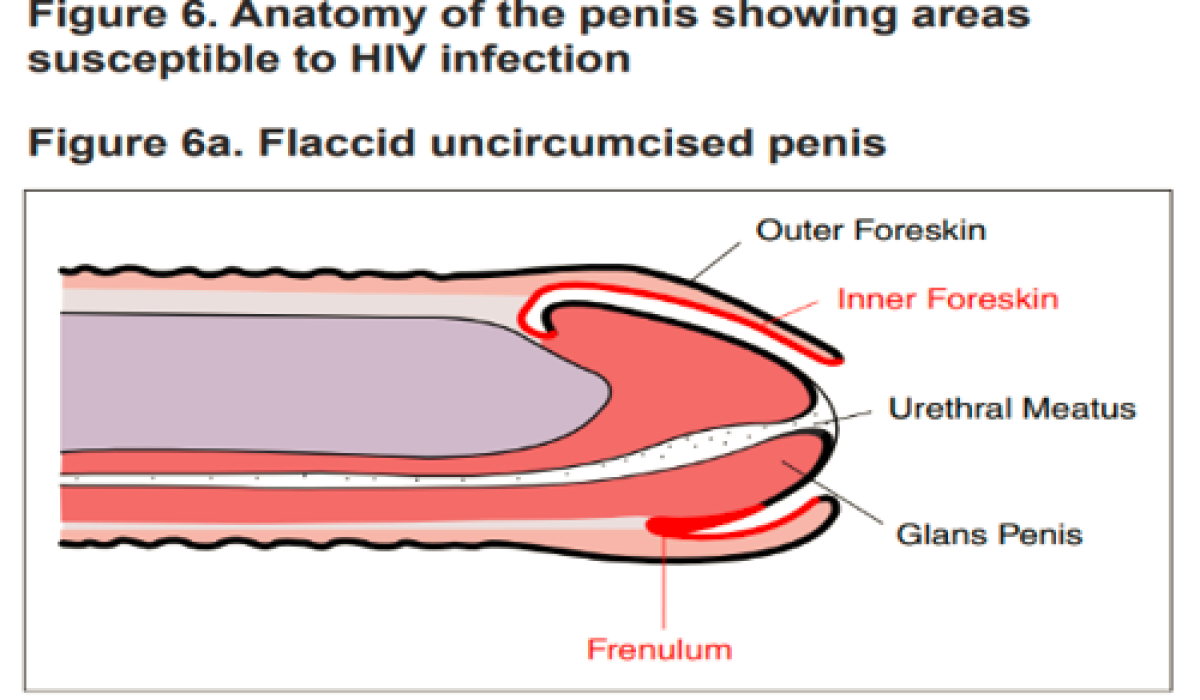 Fungsi Kulup Penis dan Hal yang Perlu Diketahui tentang Perawatannya