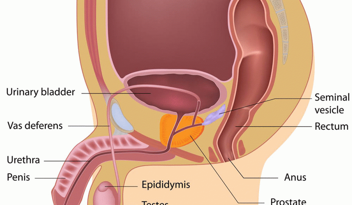 Fungsi Penis pada Pria dan Perannya dalam Sistem Reproduksi