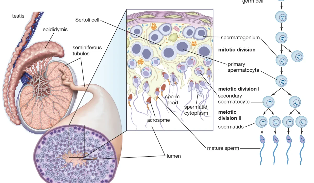 Fungsi Skrotum dan Mengapa Testis Membutuhkan Perlindungan