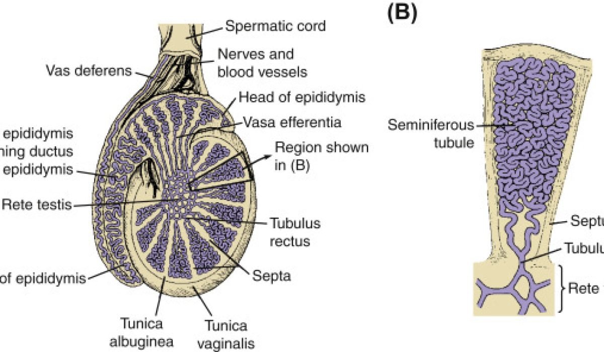 Fungsi Testis pada Pria- Penghasil Sperma dan Hormon