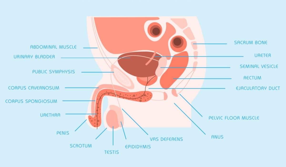 Fungsi Uretra pada Pria: Saluran Urine dan Sistem Reproduksi