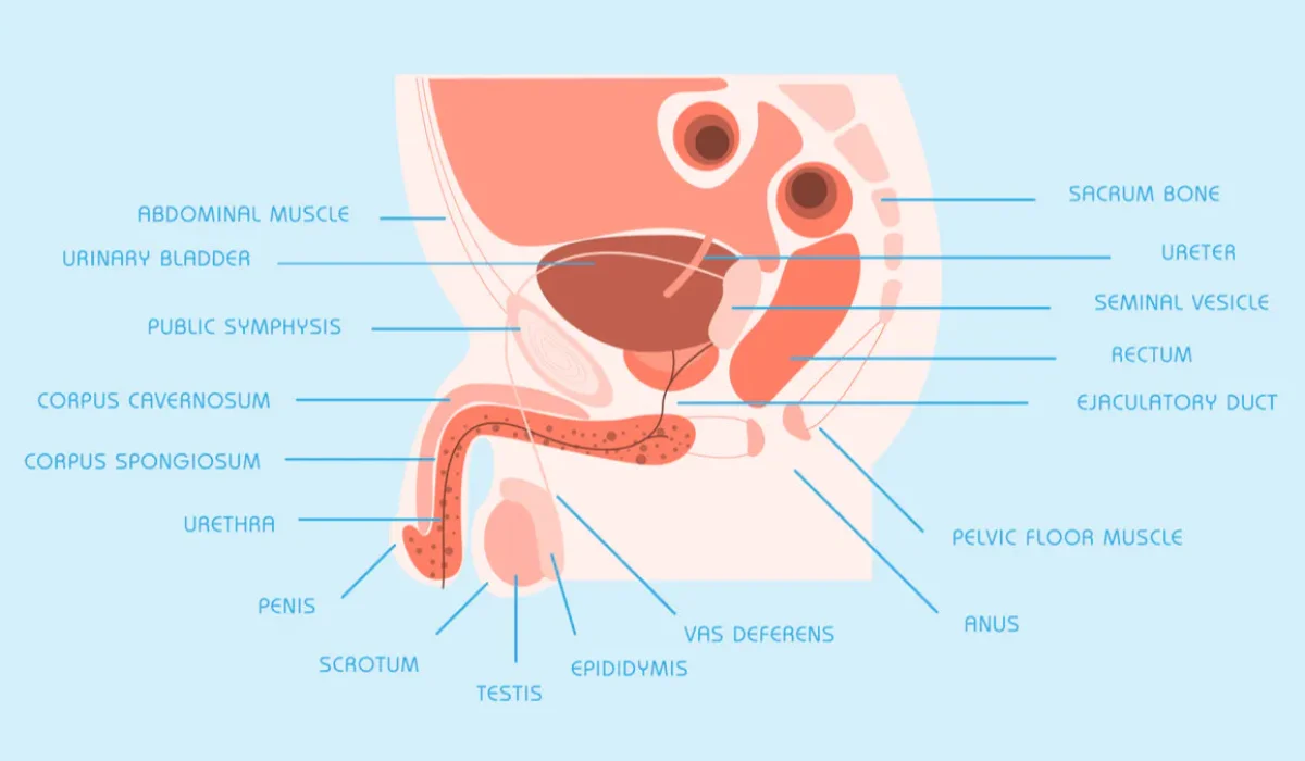 Fungsi Uretra pada Pria: Saluran Urine dan Sistem Reproduksi