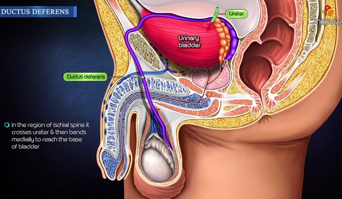 Fungsi Vas Deferens dan Perannya dalam Sistem Reproduksi Pria
