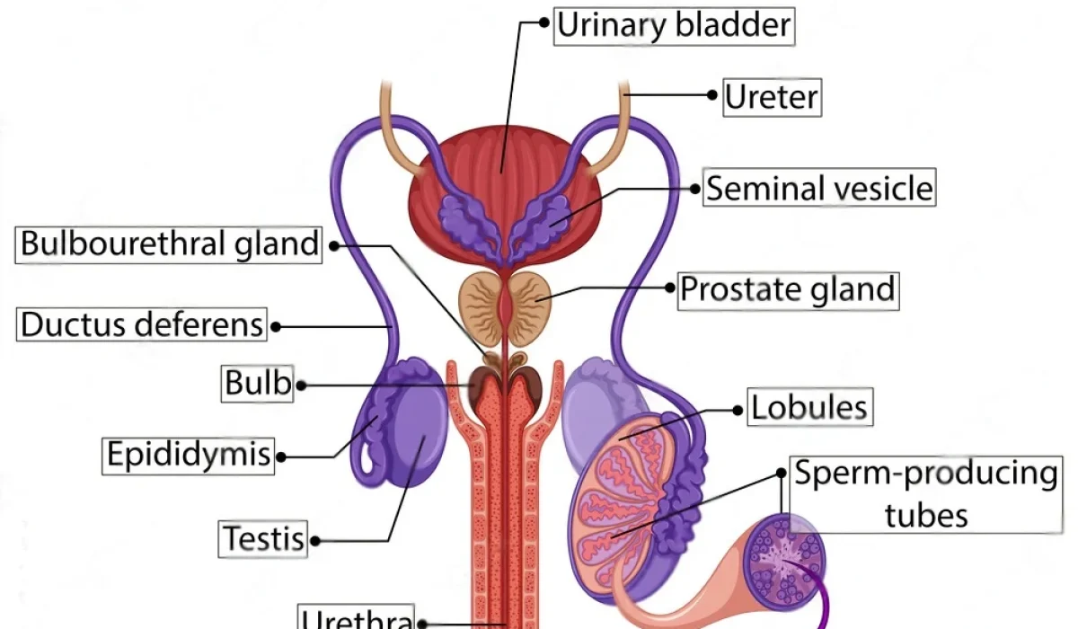 Organ Reproduksi Pria: Mengenal Bagian dan Fungsi Utamanya